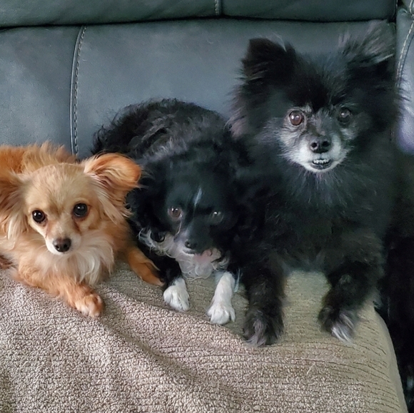 NEW Vintage style, faux fur, groovy jacket tags attached - BENEFITS RESCUE DOGS - Picture 14 of 15